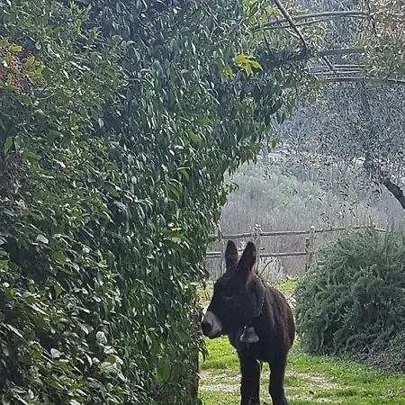 Il Pillone 컨트리하우스 *